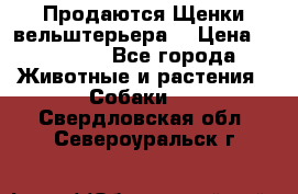 Продаются Щенки вельштерьера  › Цена ­ 27 000 - Все города Животные и растения » Собаки   . Свердловская обл.,Североуральск г.